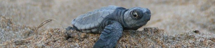 Micron Meters Tinytag Data Loggers Monitor Marine Turtles Habitat